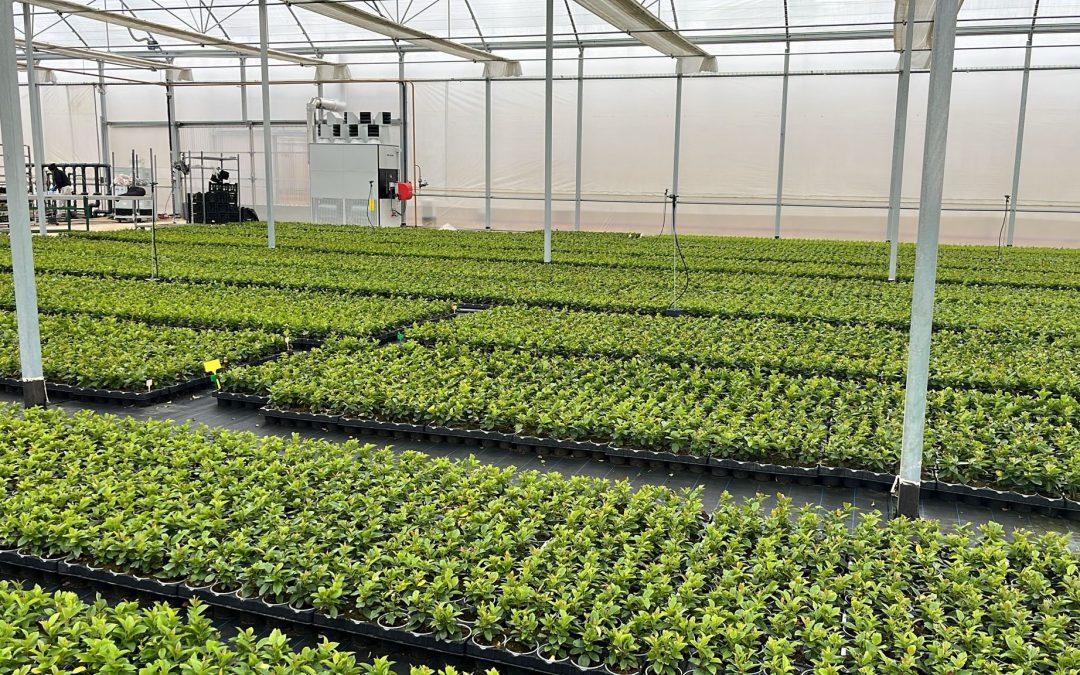 Aquecimento de estufas com geradores de ar quente MET MANN